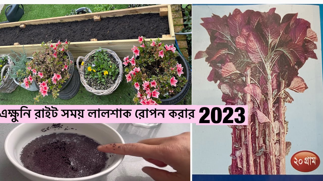 Time to sow red amaranth seeds এক্ষুনি রাইট সময় লালশাক রোপন করার