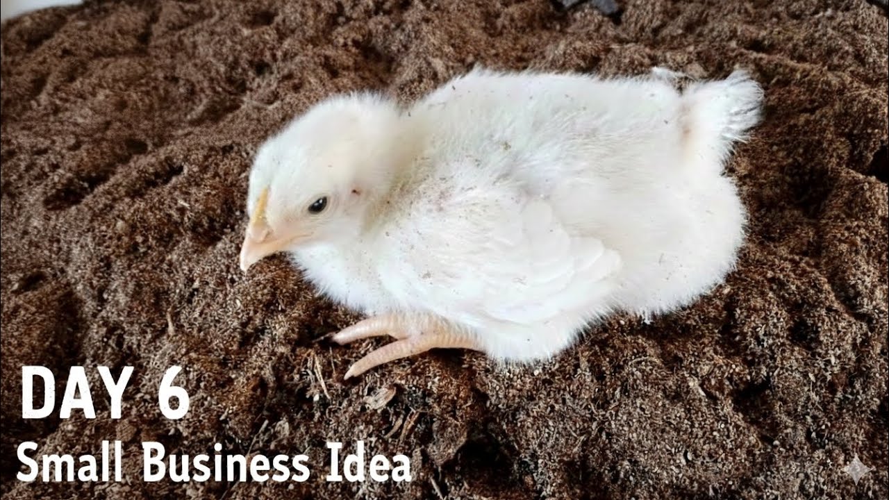 Day 6 // मुर्गी पालन व्यवसाय // poultry business // small  business idea .. 