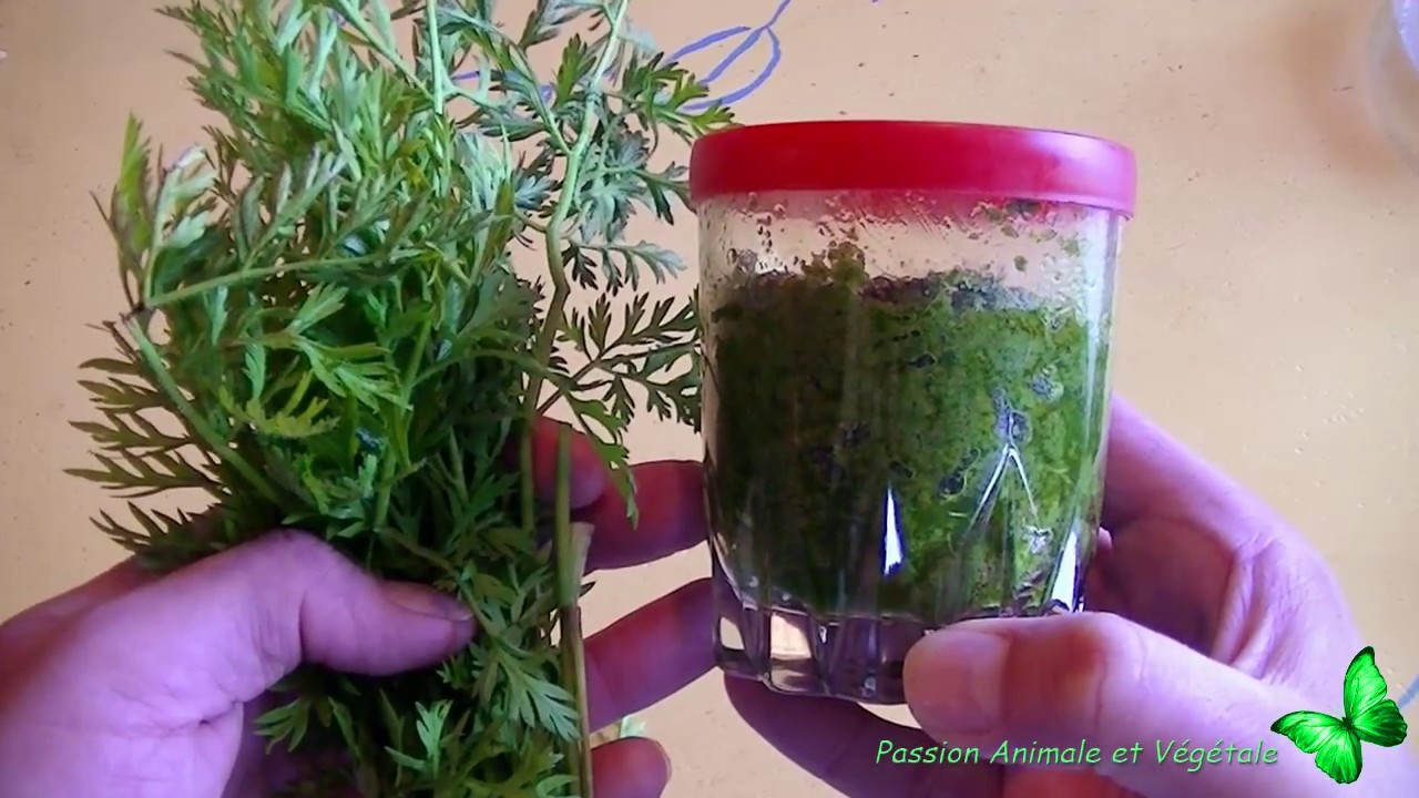 Recette pesto aux fanes de carottes, délicieux et pas chère du tout.