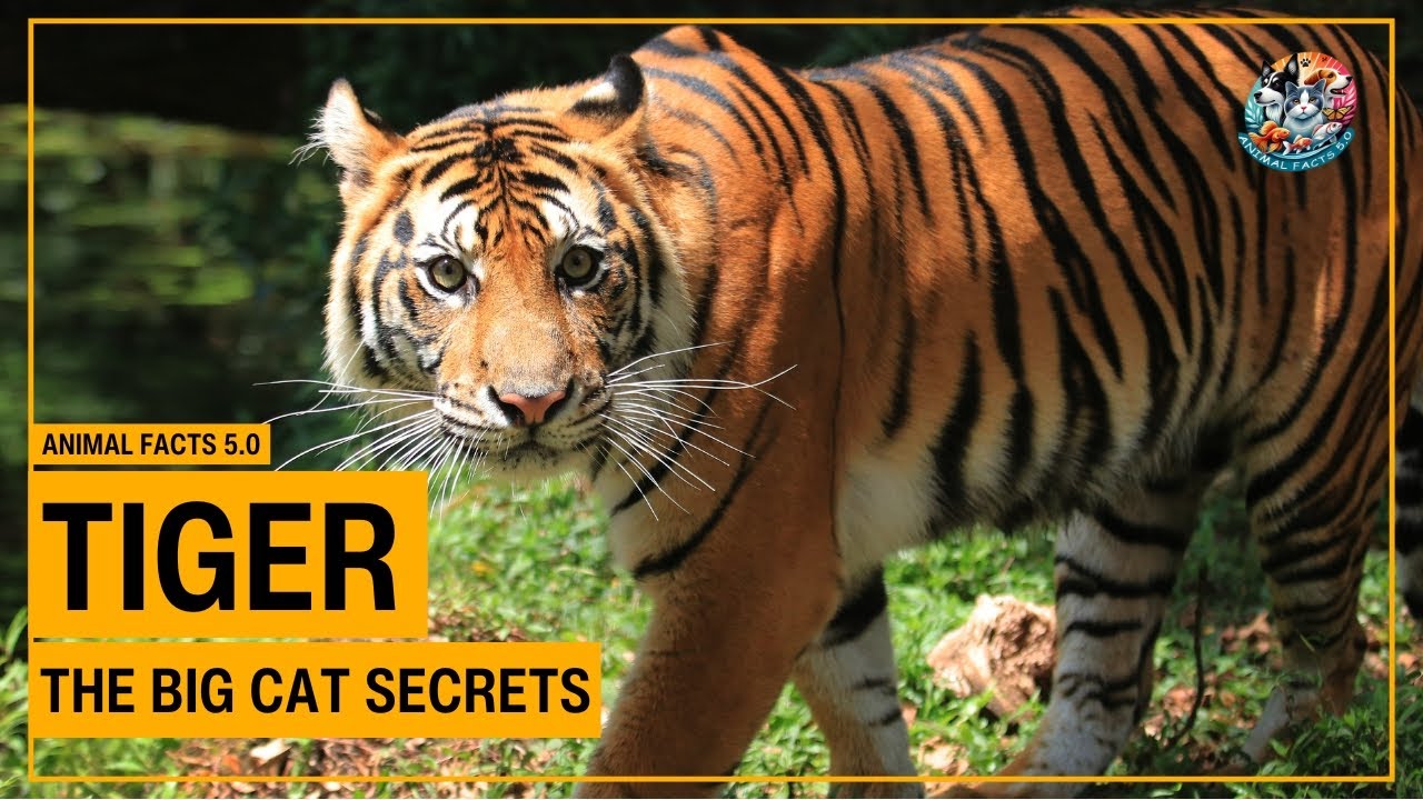 Mind-Blowing Tiger Facts You Didn’t Know! (Big Cat Secrets Revealed!) 