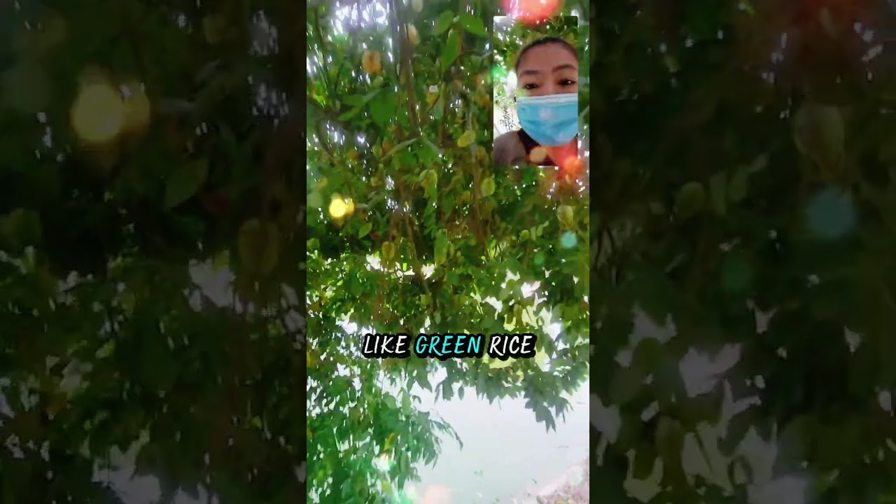 Prepare Jam for holidays