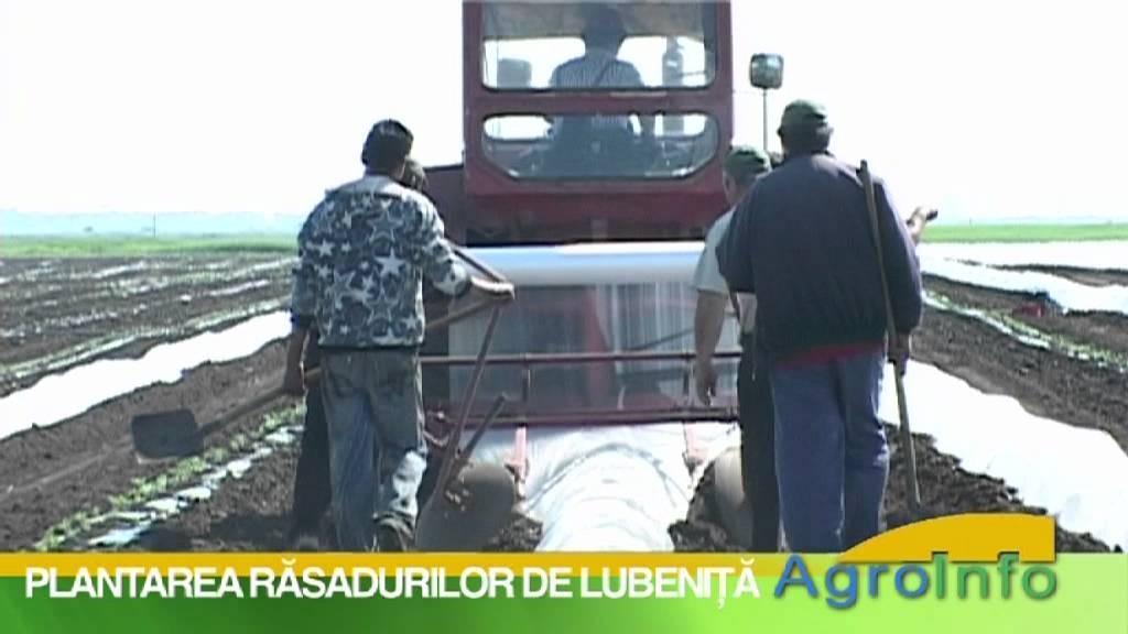 Reportaj la Gottlob
