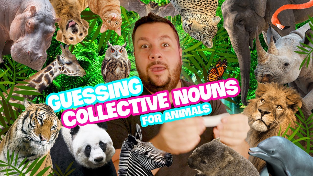 Guessing the Collective Noun of ANIMALS! | Christian Hull