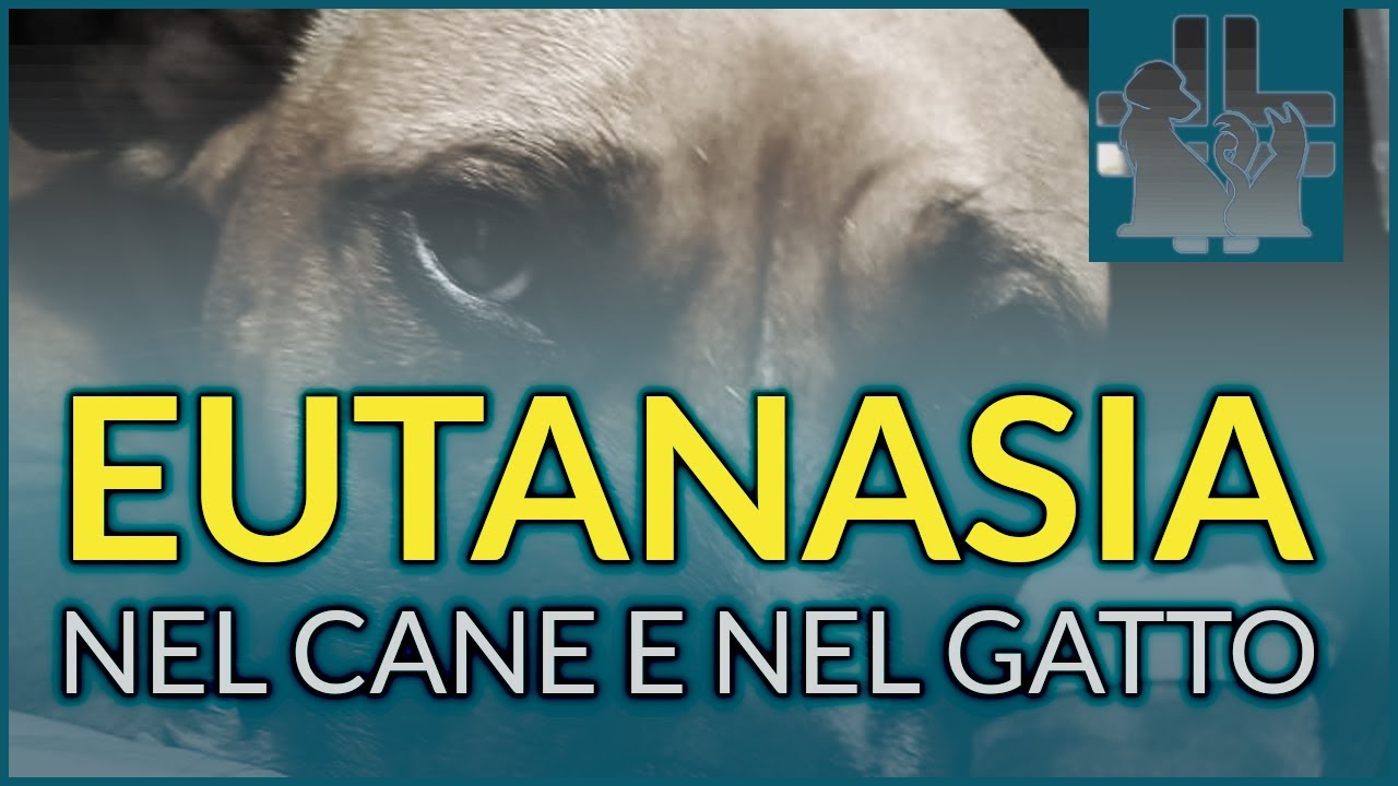 Эвтаназия собак и кошек