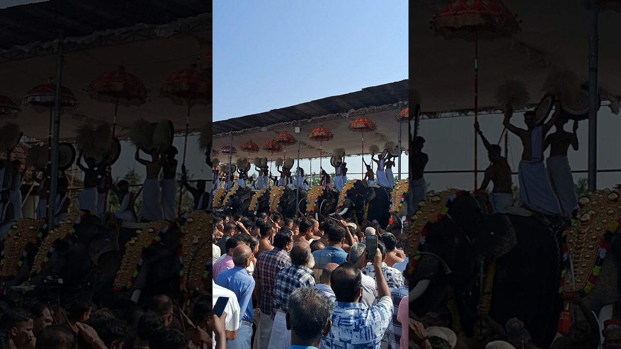 തൃപ്രയാർ ഏകാദശി 2025 | triprayar ekadashi 2025 | thriprayar ekadashi 2025 | #shorts | #elephant