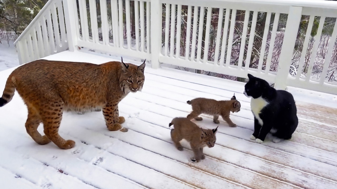 Her Cats Were Missing,Then a Bobcat Family Appeared on the Porch — She Turned Pale When She Saw THIS