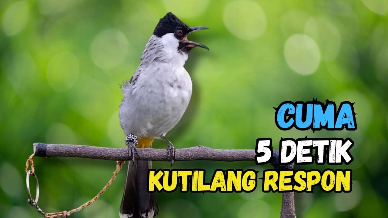 Hitungan Detik Kutilang Auto Respon Bunyi Gacor