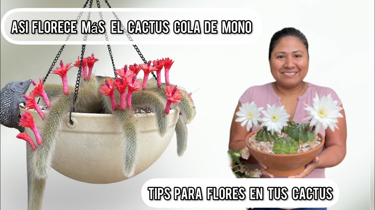 5 CACTUS QUE FLORECEN  POR MONTONES y más tips para floración
