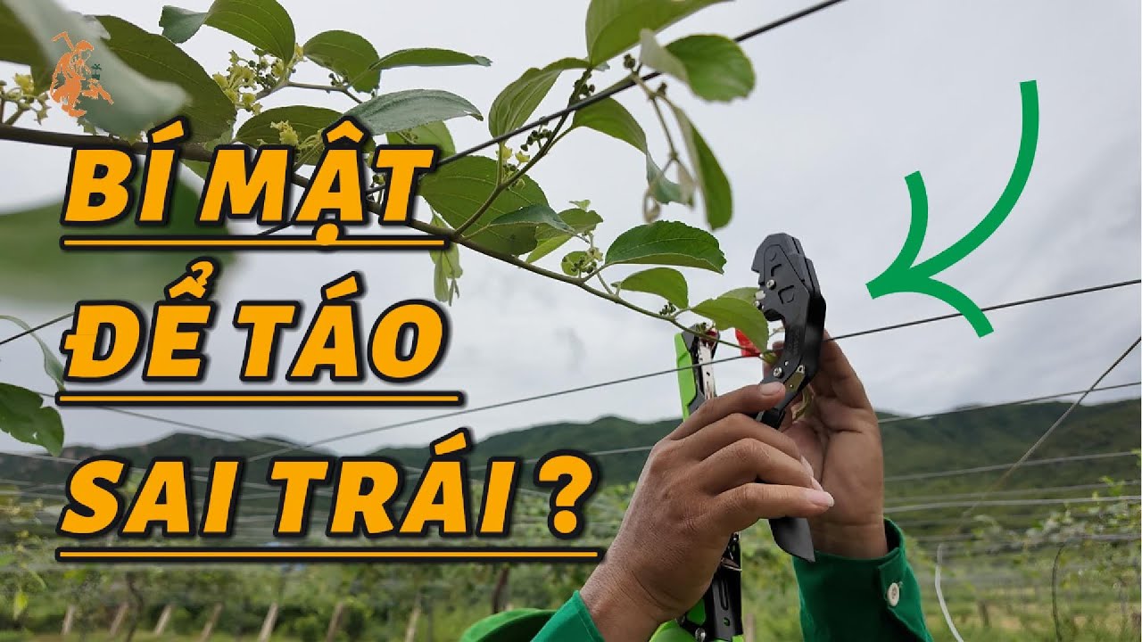 Táo muốn sai trái, tán đẹp – phải làm ngay bước này!