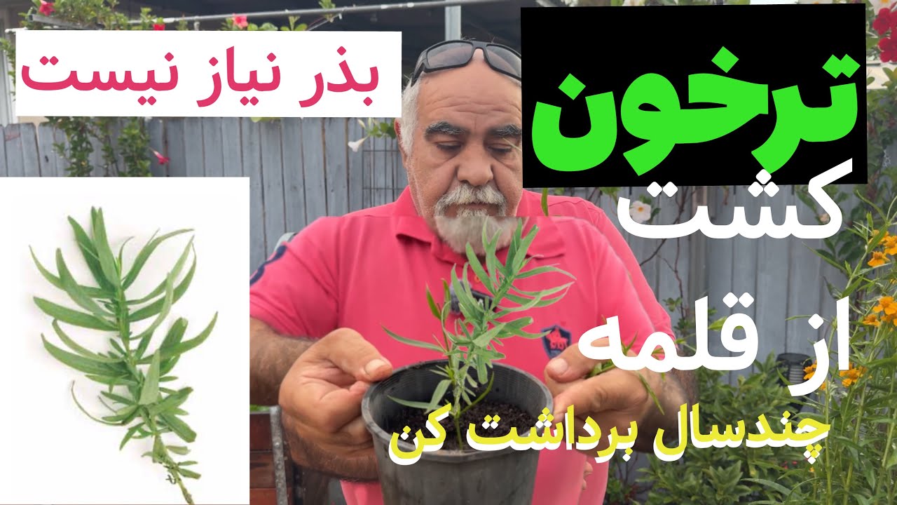 Tarragon - ترخون فقط قلمه بزن بکار