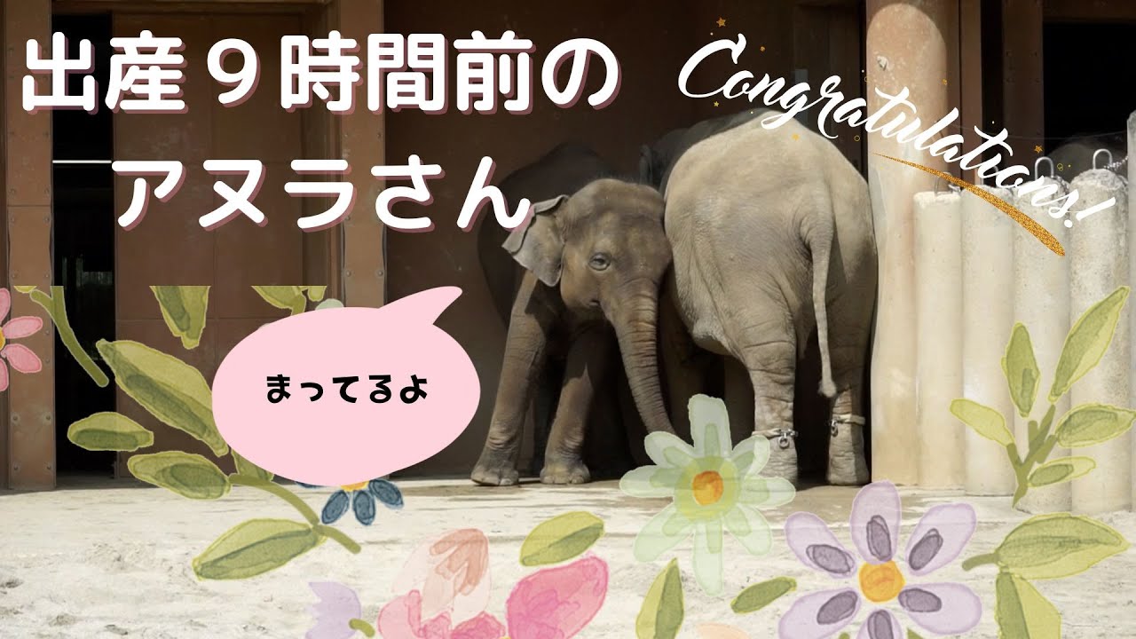 アジアゾウ出産９時間前　アヌラさんと仲間たちの優しすぎる世界　9 hours before the Asian elephant gives birth 東山動植物園