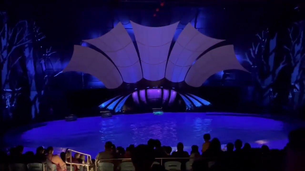 Dolphin Presentation at Georgia Aquarium