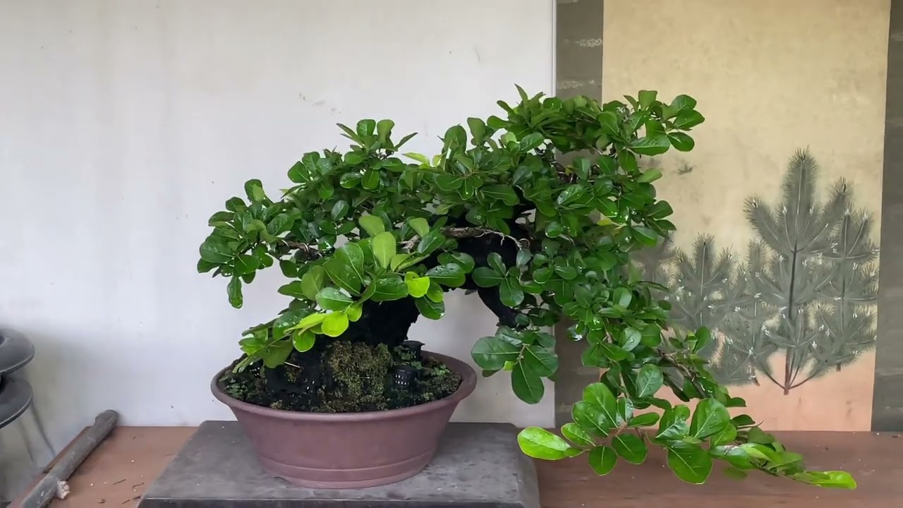 บอนไซตะโก🪴#bonsai #บอนไซ #bonsaipop78  #盆栽 #บอนไซตะโก#happinesssimplicity #ikiga #ตะโก