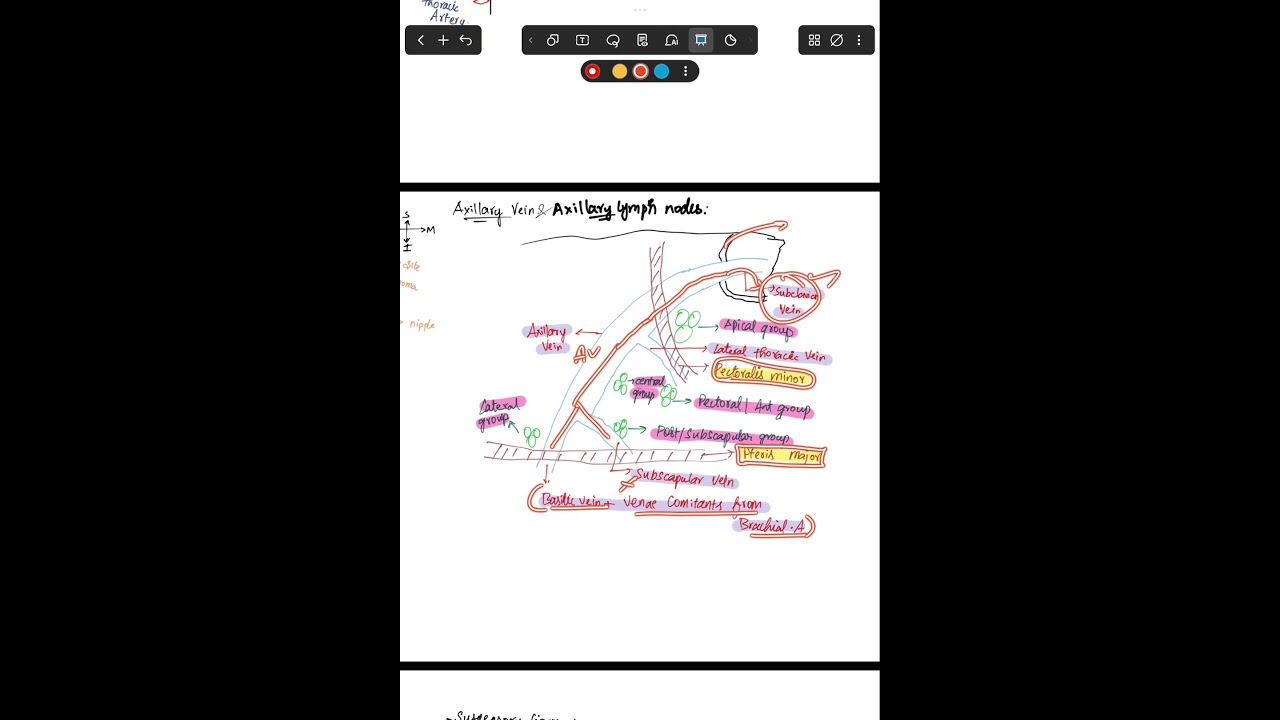 Axillary Vein Explained in 1 Minute MBBS AnatomyShorts