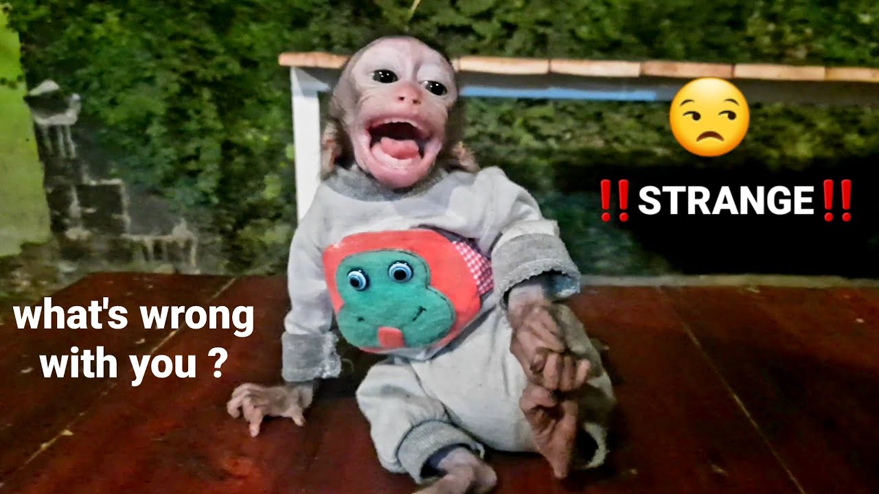 ‼️❓baby monkeys throwing temper tantrums || why❓❓