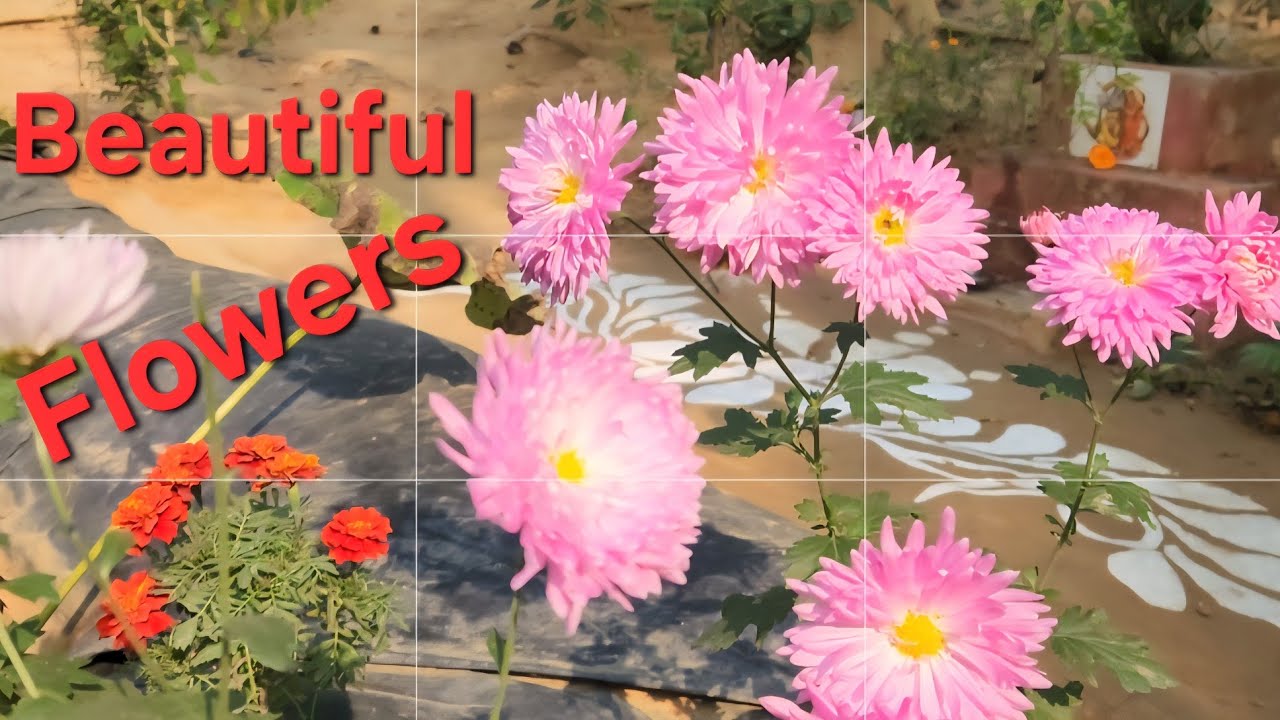 GARDENING. 💐  FLOWERS BLOOMED AT THE GARDEN. 🏵  LOTUSPLANTS AND FISHES AT WATERGARDEN 🪷