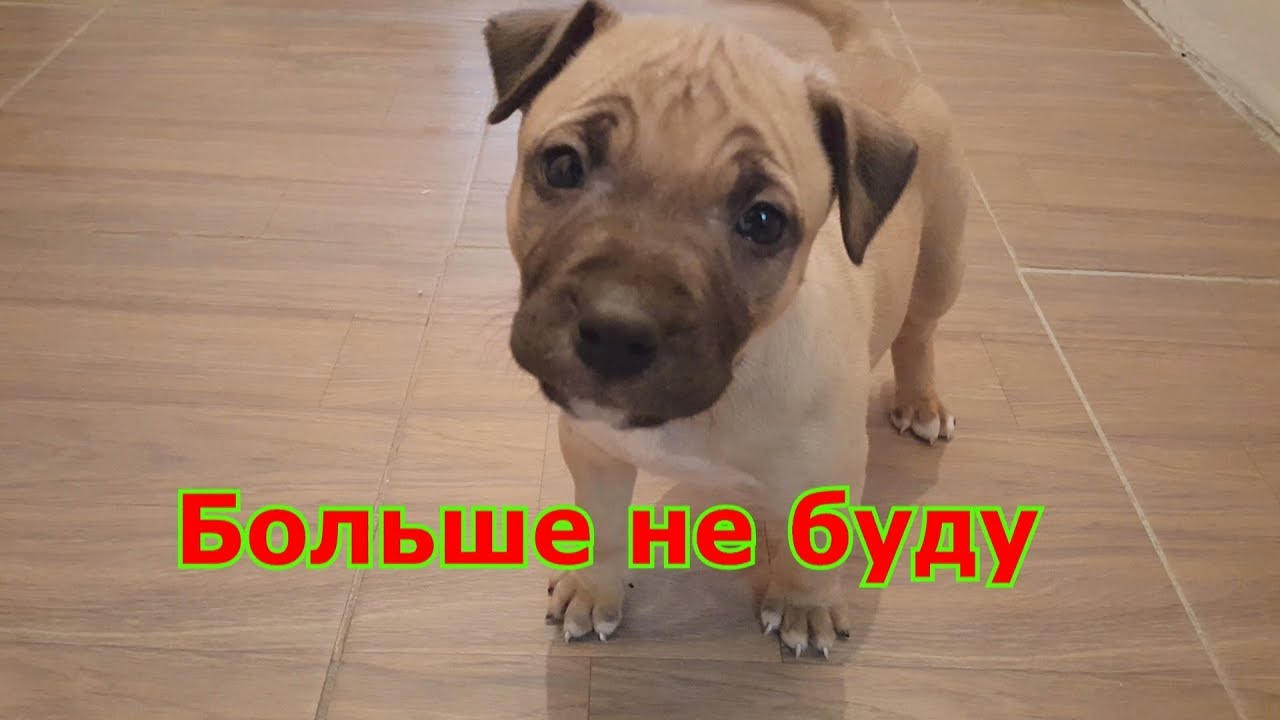 Бойцовая собака гадит и писает в доме как отучить писать в доме Ам Стаффа