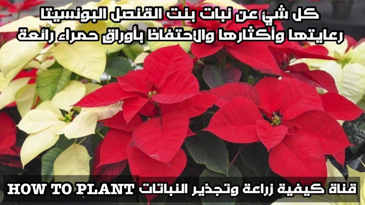 بنت القنصل البونسيتا رعايتها واكثارها وكيف تتلون الاوراق للاحمر وتحفيزها على النمو ومعلومات قيمة