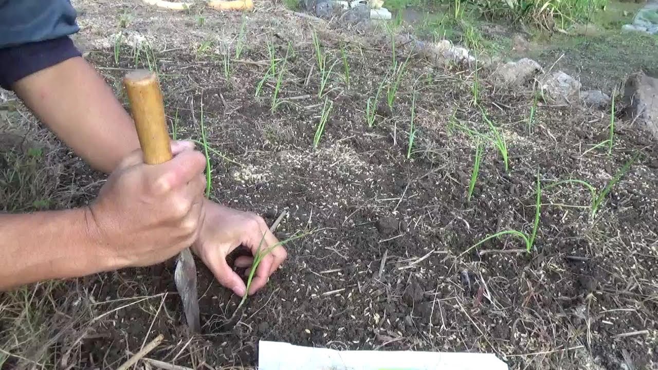 晩秋の畑でたそがれたい