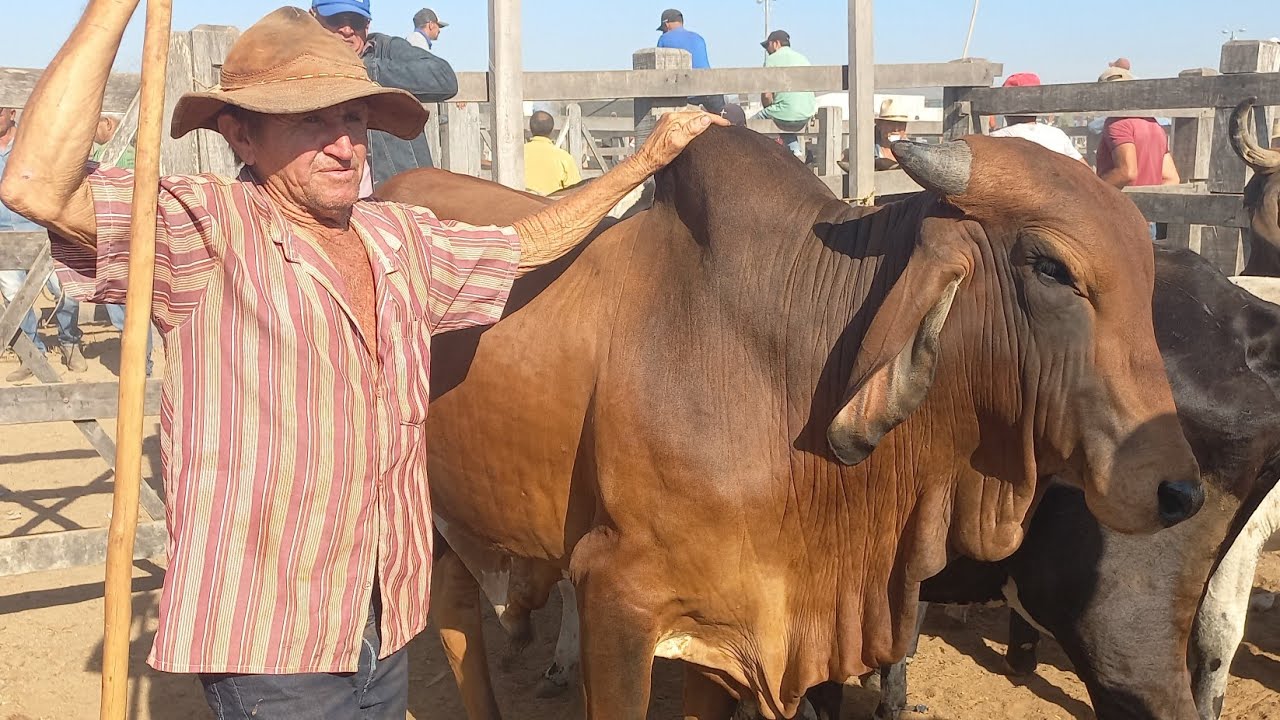 Feira de gado em Dois Riachos Alagoas 04/02/26#nordeste 