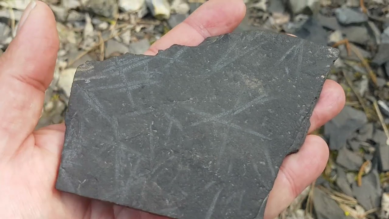 Je trouve des fossiles de graptolites pr&egrave;s de Prague