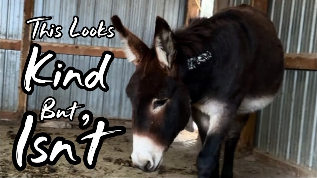 When Going Slow With a Wild Burro Starts Working Against You