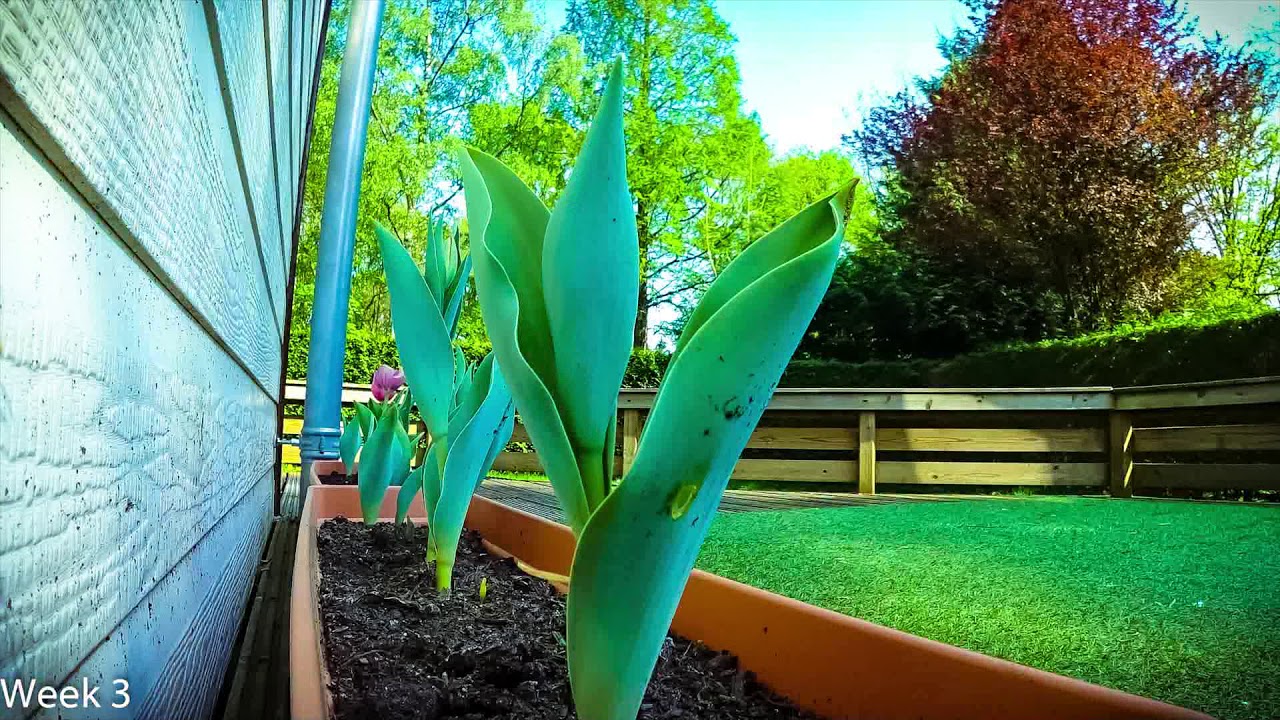 Tulips Time Lapse 28 days in 5 minutes!