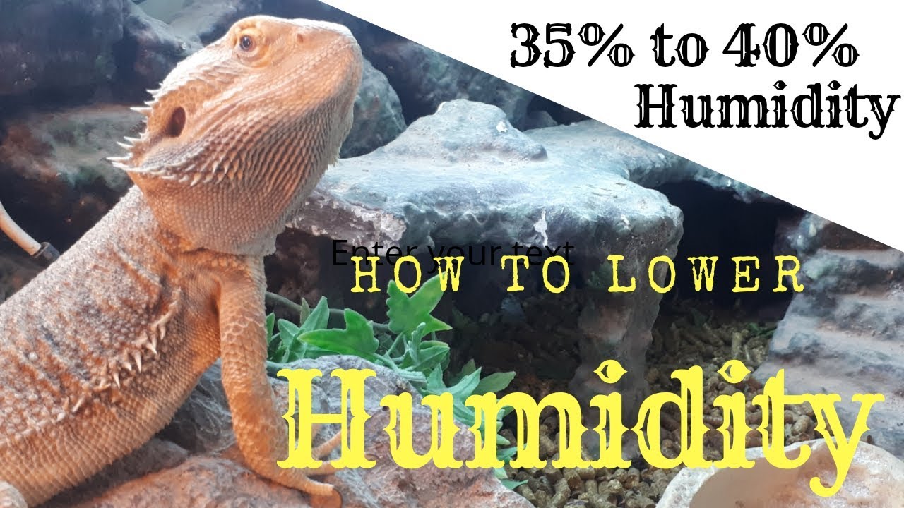 How To Lower Humidity In A BEARDED DRAGON Enclosure