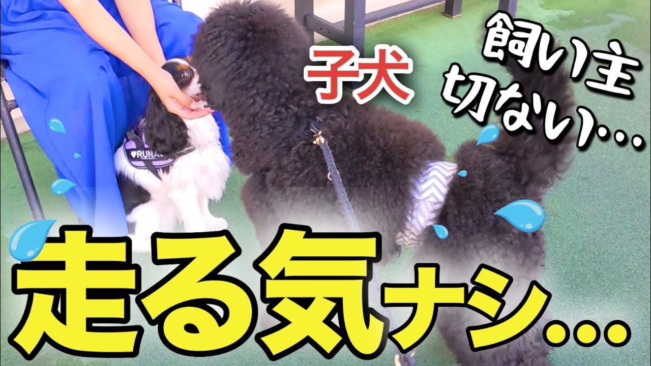 【ミディプー子犬】ドッグランで興味ナシで、主が号泣する…【ズースクエア岡崎】