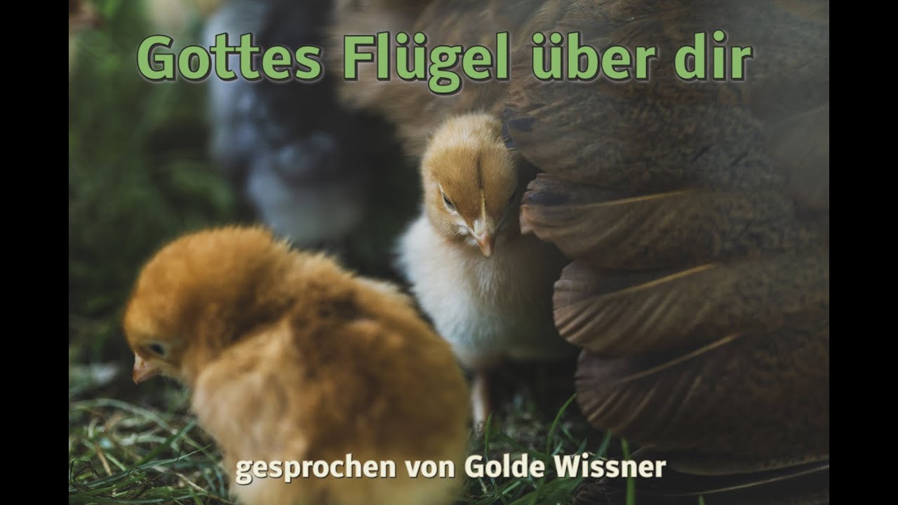 Lichtblicke - 