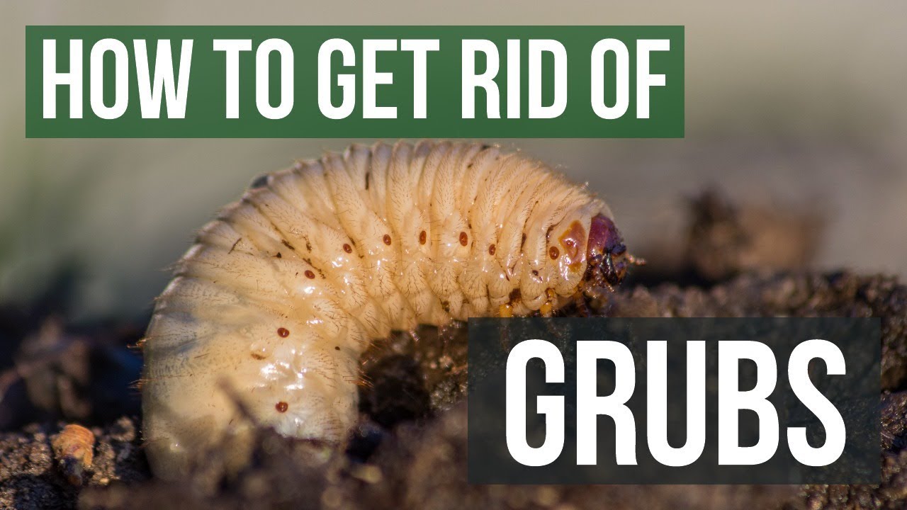 How to Get Rid of Grubs Guaranteed (4 Easy Steps)