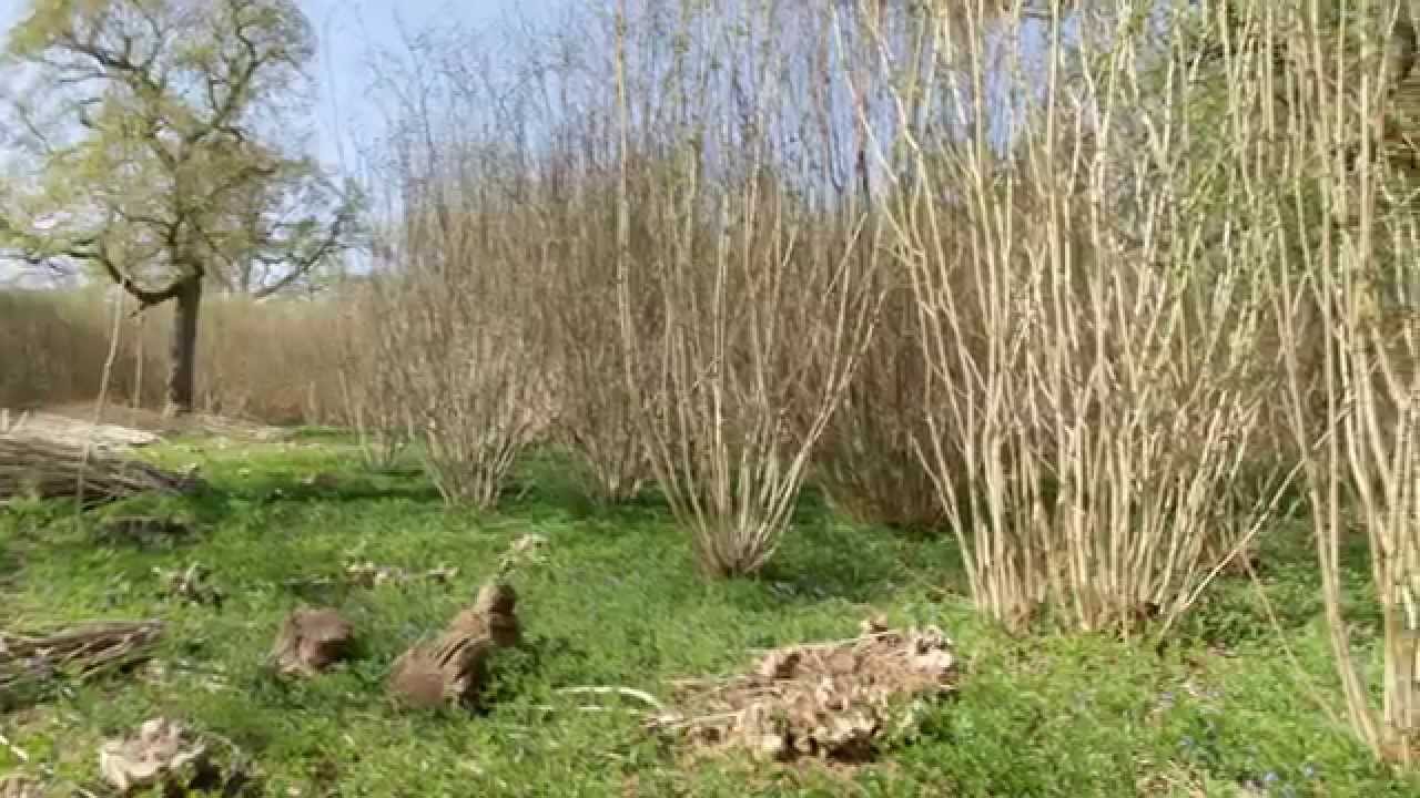 What is coppicing?