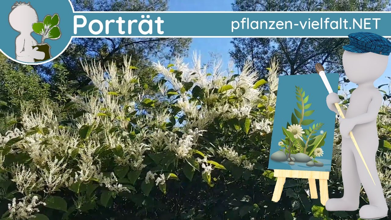 🖼️ Porträt 176 - Japanische Staudenknöterich (Fallopia japonica) - Pflanzen-Steckbrief (Essbar)