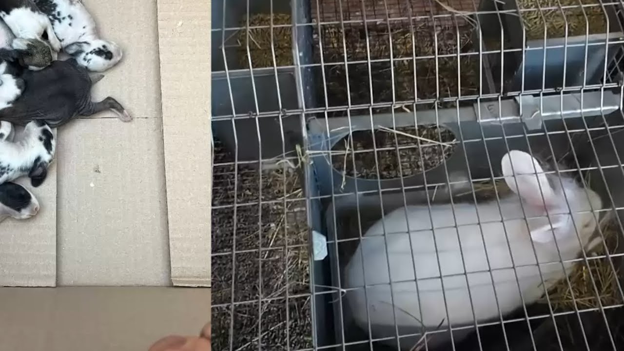 1/ Prvnička se bude kotit. 2/ Rizika teplotních extrémů. 3/ Proč je výhodné řízené kojení králičat.