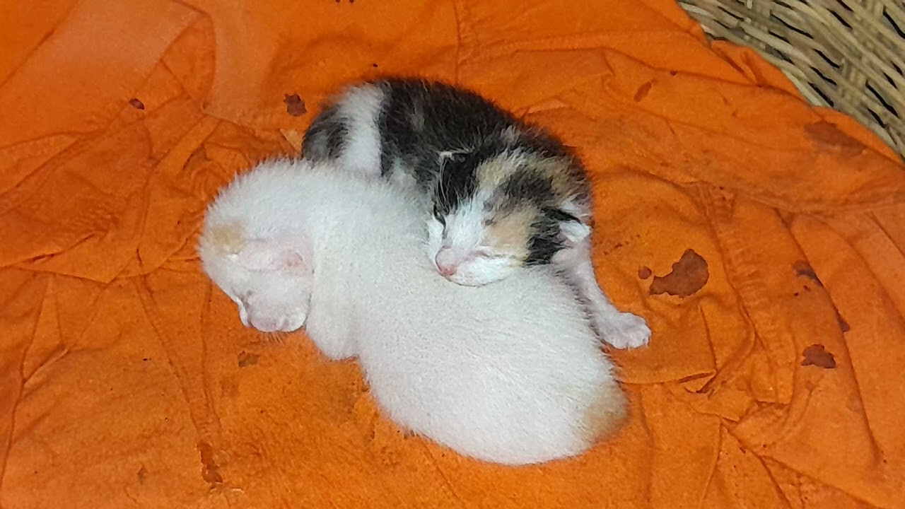 Really beautiful the newborn baby kittens are sleeping
