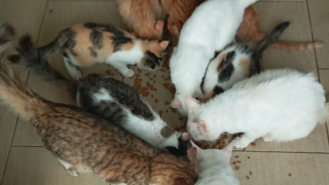Cats & kittens are 872 & 781 & 707 & 624 & 523 & 506 & 458 & 382 & 267 & 229 & 129 &289 &223 &121&87