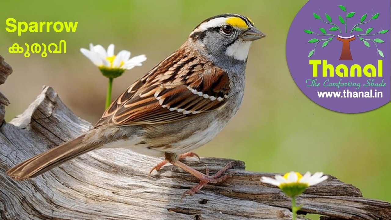 Sparrow (കുരുവി)