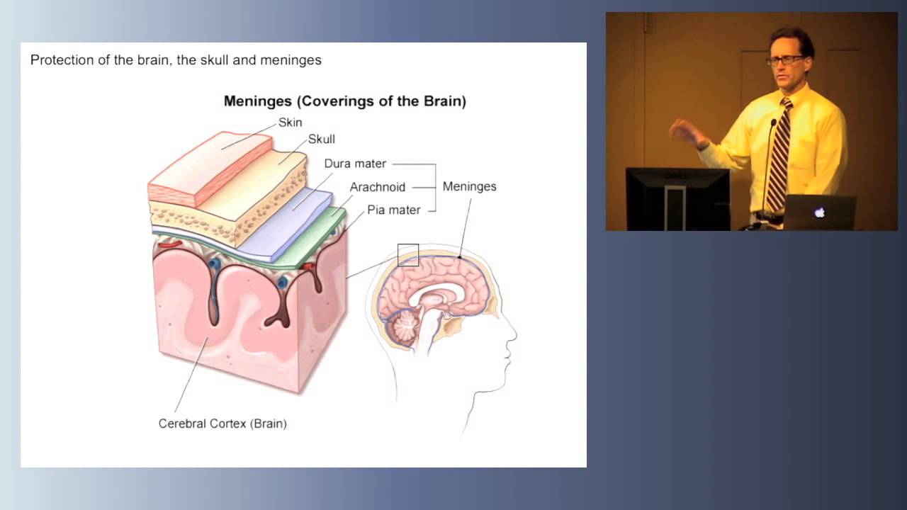 Law Neuro Brain Structure