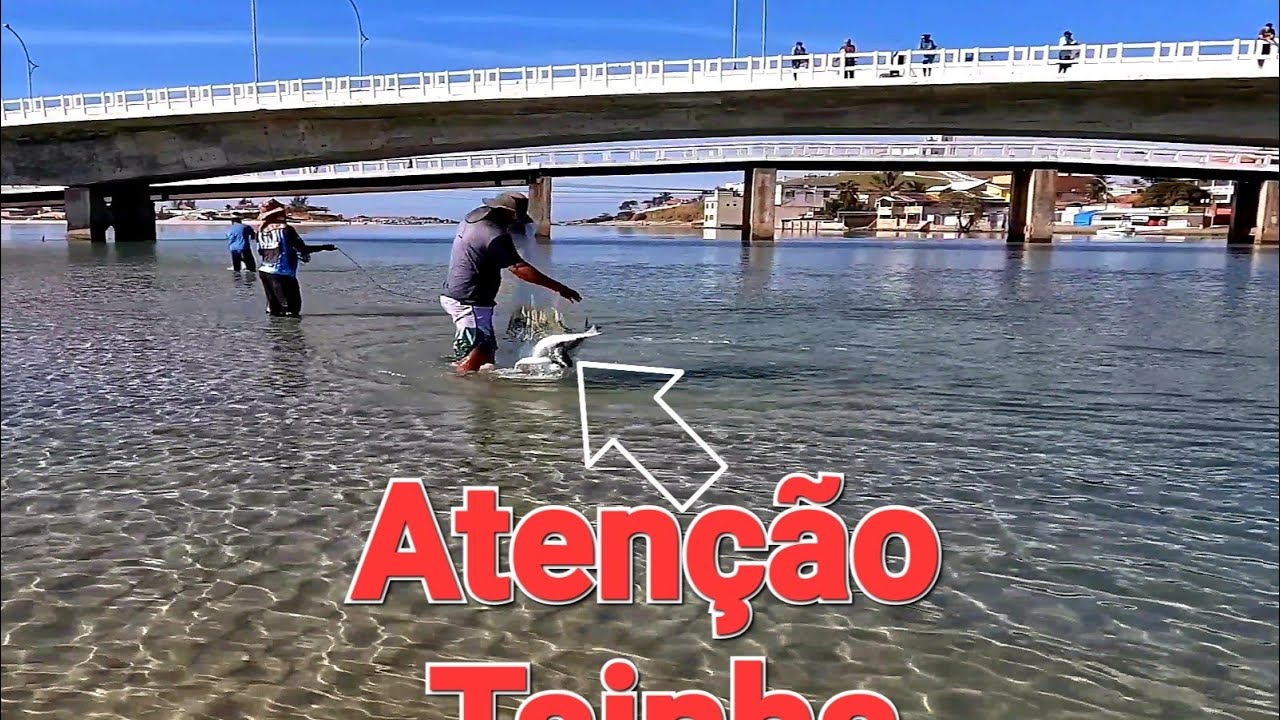 NUNCA vi tanta TAINHA nesse lugar - PESCARIA DE TARRAFA     낚시 비디오   얕은