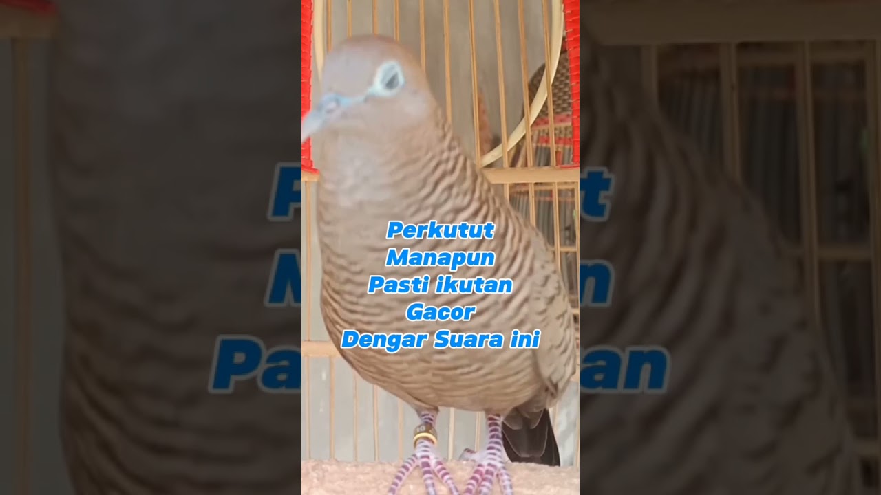 Perkutut lokal gacor suara besar semua perkutut pasti nyaut dengar suara ini