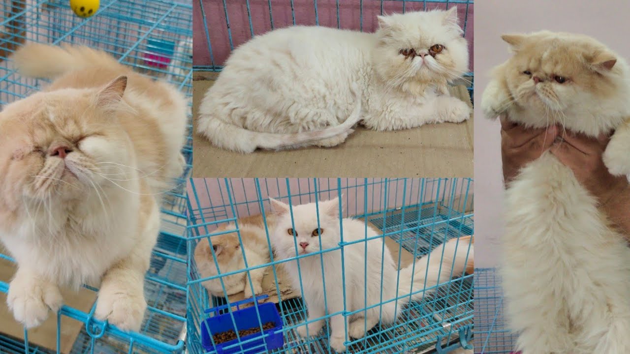 semi punch face Persian kittens in Hyderabad | extremely punch Persian cat