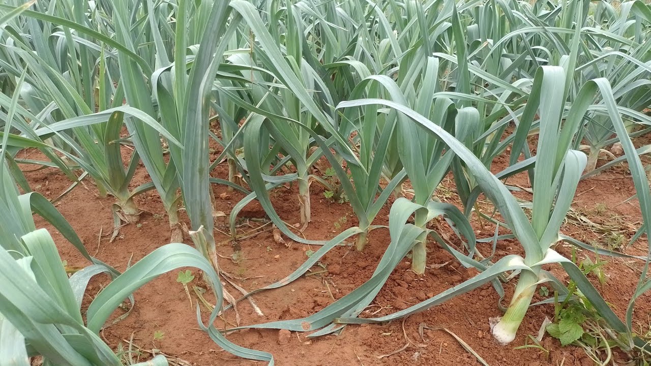 conheça um plantação de alho poró