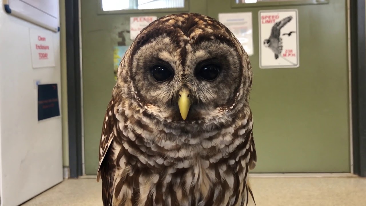 Barred Owls