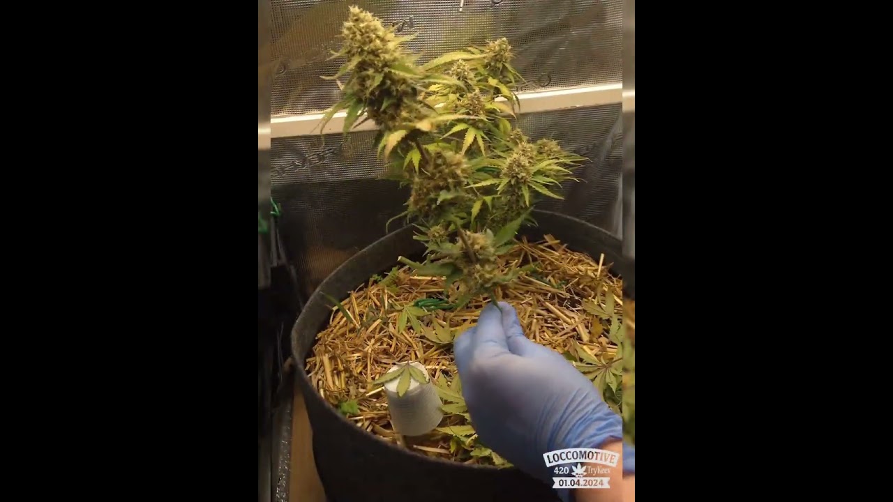 First Living Soil Grow | Couple Of Plants | 2x Guava Auto 420Fastbuds | Ep. 9