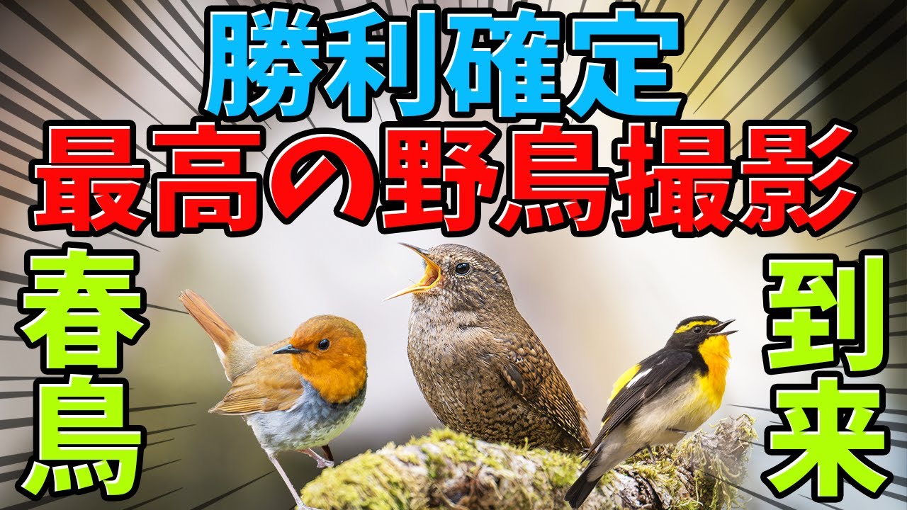 激ヤバな写真撮れた コマドリ撮影