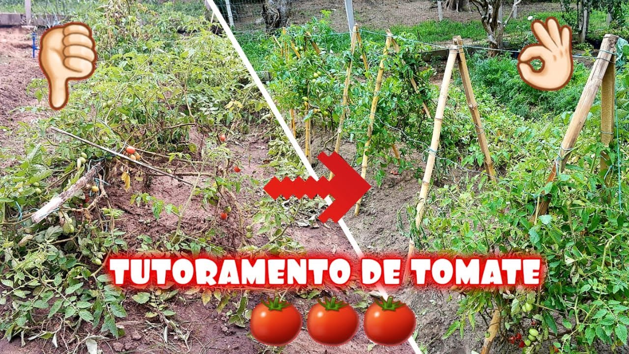 Como tutorar tomateiros