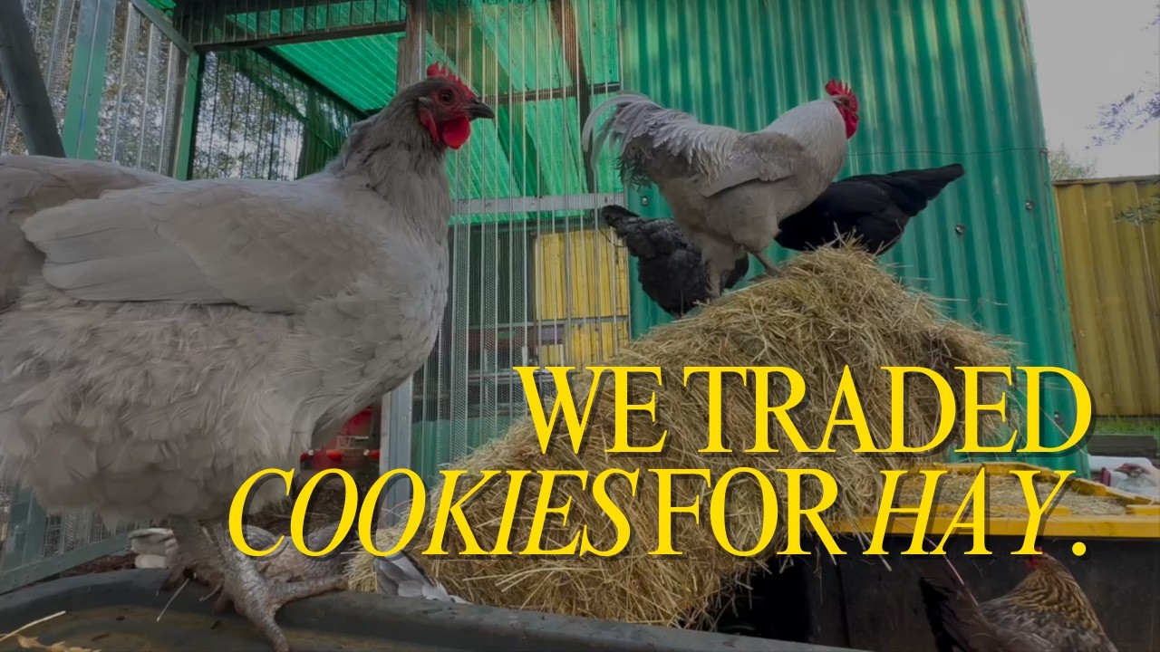 We Traded Cookies for Hay | Preparing the Garden for Spring