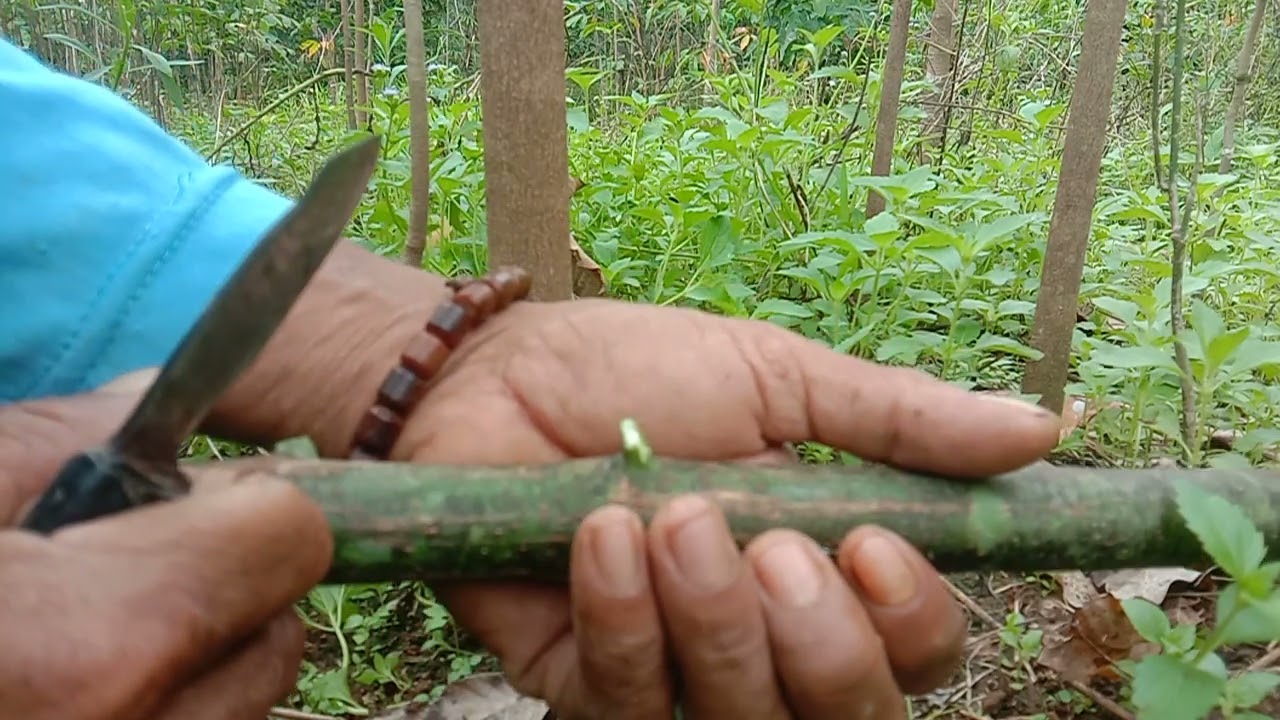 cara okulasi bibit Karet yang mudah dipahami,untuk pemula.