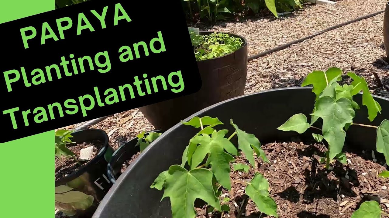 Papaya Planting and Transplanting