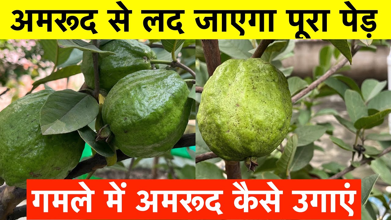 अमरूद से लद जाएगा पूरा पेड़ | How to Grow Guava at Terrace Garden | Taiwan Pink Guava Plant